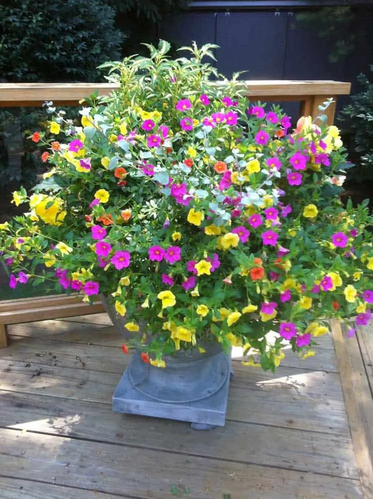 container flower planting