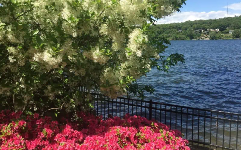 Landscaping Services