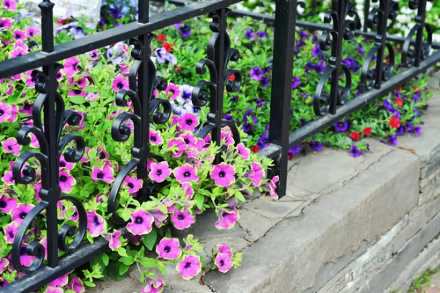 Metal railing with beautiful pink flowers.